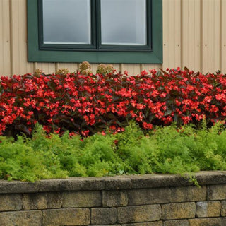 Begonia coccinea <br>BEGONIA RED DRAGON WING ANGEL WING, BRONZE FOLIAGE