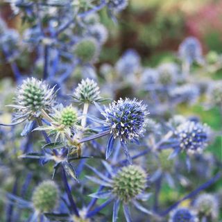 Eryngium planum <br>SEA HOLLY BLUE GLITTER