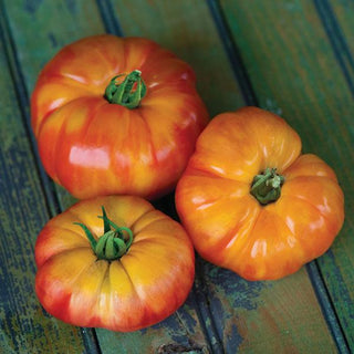 Solanum lycopersicum <br>BIG RAINBOW TOMATO