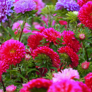 RED STANDY ASTER Callistephus chinensis