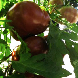 TOMATO 'BLACK PRINCE' <br>Solanum lycopersicum