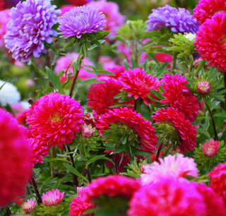 ASTER RED STANDY <br>Callistephus chinensis