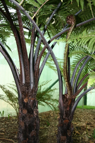 BLACK TREE FERN <br>Mamacu cyathea medullaris