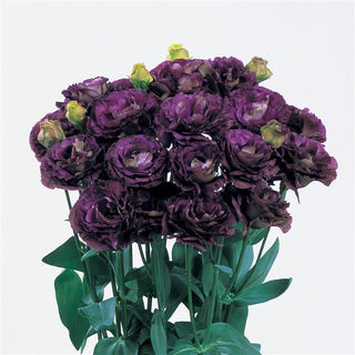 Eustoma grandiflorum <br>LISIANTHUS BLACK PEARL 1 EXTRA-TALL