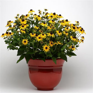 Rudbeckia fulgida <br>ORANGE CONEFLOWER 'GOLDSTURM' BLACK EYED SUSAN