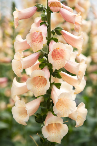 Digitalis purpurea <br>DOTTIE PEACH FOXGLOVE