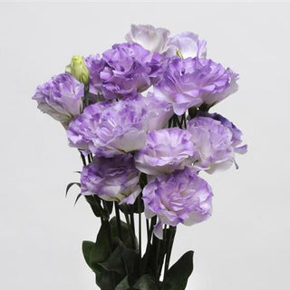 Eustoma grandiflorum <br>LISIANTHUS MISTY BLUE LAVENDER 1 EXTRA-TALL