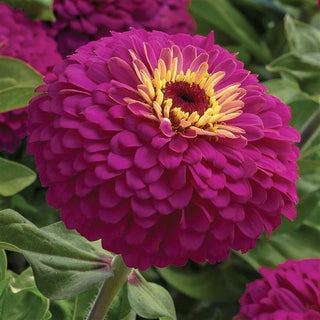 Zinnia elegans <br>ZINNIA UPROAR ROSE