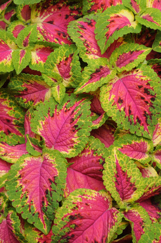 Coleus blumei <br>COLEUS PREMIUM 'WATERMELON'