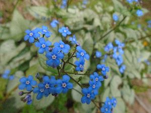 Brunnera macrophylla <br>BRUNNERA SILVER FROST