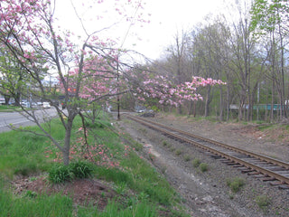 Cornus florida rubra <br>PINK/RED FLOWERING DOGWOOD