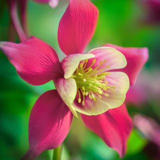 Aquilegia flabellata <br>JAPANESE FAN COLUMBINE LIGHT RED & YELLOW