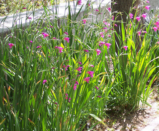 Gladiolus communis <br>EASTERN GLADIOLUS