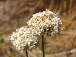 Eriogonum fasciculatum <br>FLAT-TOPPED BUCKWHEAT, CALIFORNIA BUCKWHEAT
