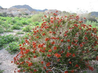 Eriogonum fasciculatum <br>FLAT-TOPPED BUCKWHEAT, CALIFORNIA BUCKWHEAT