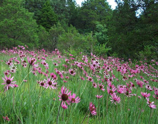 Echinacea tennesseensis <br>TENNESSEE CONEFLOWER