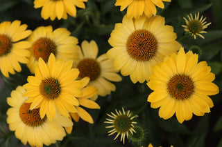Echinacea <br>CONEFLOWER MIXED COLOURS