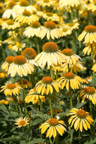 Echinacea purpurea <br>PARADISO YELLOW