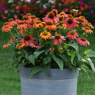 Echinacea hybrida <br>ARTISAN RED OMBRE CONEFLOWER