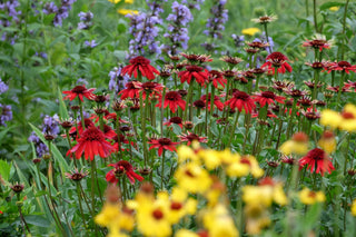 Echinacea <br>CONEFLOWER MIXED COLOURS
