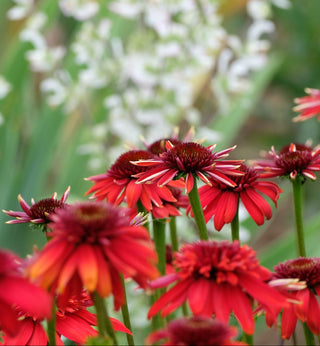 Echinacea <br>CONEFLOWER MIXED COLOURS