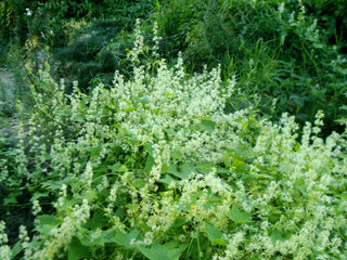 Echinocystis lobata <br>WILD CUCUMBER