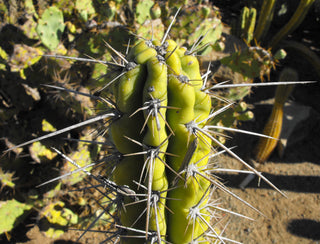 Trichocereus pachanoi <br>SAN PEDRO CACTUS