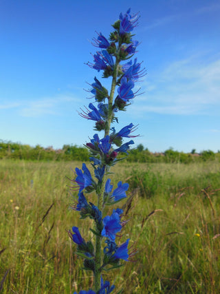 Echium vulgare <br>TOWER OF JEWELS Viper's Bugloss