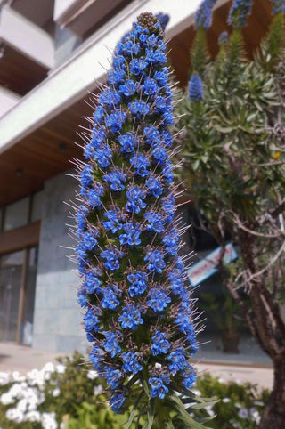 Echium fastuosum, Echium candicans <br>BLUE TOWER OF JEWELS