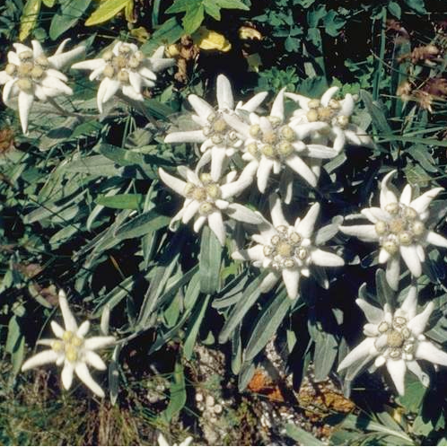 planting edelweiss seeds Leontopodium souliei EDELWEISS – Ferri Seeds