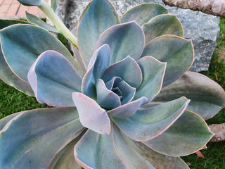 Echevaria peacockii <br>PEACOCK ECHEVERIA