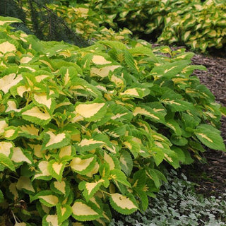Coleus <br>COLEUS KONG JUNIOR 'GREEN 'HALO'