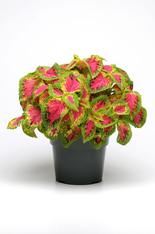 Coleus blumei <br>COLEUS PREMIUM 'WATERMELON'