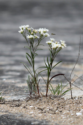 Aster ptarmicoides, Solidago, Oligoneuron album <br>WHITE ASTER, PRAIRIE GOLDENROD