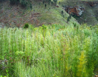 Elegia capensis <br>BROOM REED