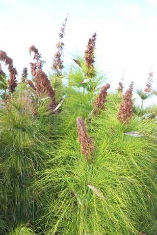 Elegia capensis <br>BROOM REED