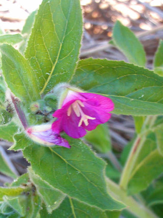 Epilobium hirsutum <br>WILLOWHERB