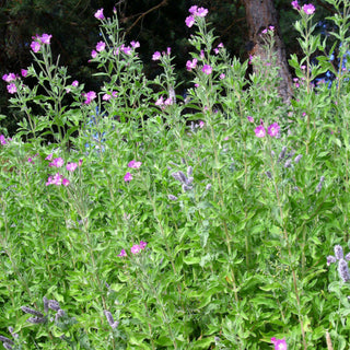 Epilobium hirsutum <br>WILLOWHERB