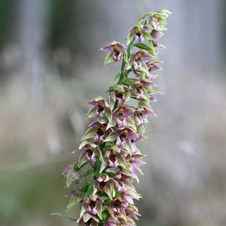 Epipactis helleborine <br>GREEN HELLEBORINE ORCHID