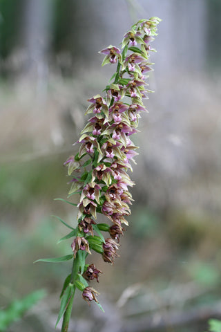 Epipactis helleborine <br>GREEN HELLEBORINE ORCHID