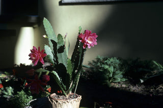 Epiphyllum crenatum <br>ORCHID CACTUS