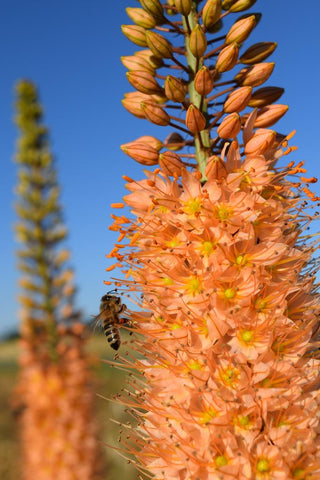 Eremurus isabellinus <br>FOXTAIL LILY MIX