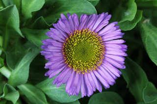 Erigeron glaucus <br>PINK BEACH ASTER, SEASIDE DAISY