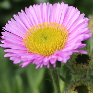 Erigeron speciosus <br>PINK JEWEL FLEABANE