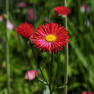 Erigeron aurantiacus <br>ORANGE FLEABANE