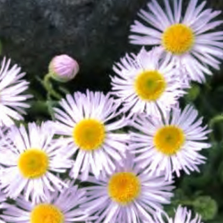 Erigeron glacialis <br>GLACIER FLEABANE, PEREGRINE FLEABANE