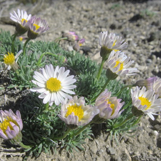 Erigeron compositus <br>DWARF MOUNTAIN FLEABANE