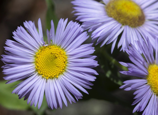 Erigeron speciosus <br>BLUE FLEABANE