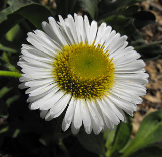 Erigeron glaucus <br>DWARF WHITE BEACH ASTER