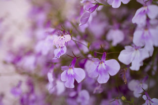 Lobelia erinus <br>TRAILING LOBELIA 'TWILIGHT LILAC'